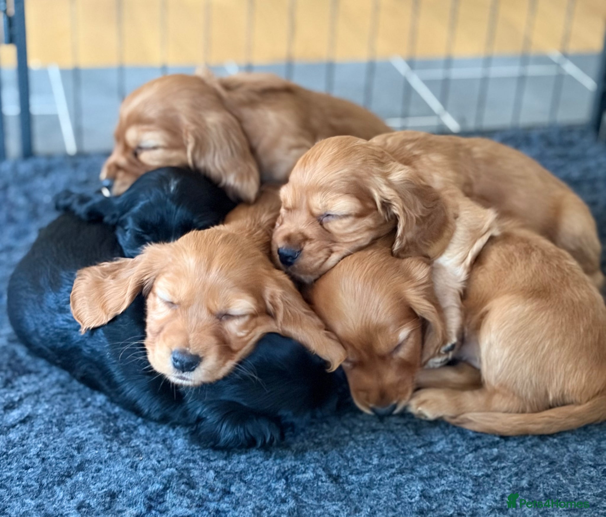 Cocker Spaniel dogs Litter of Cute Cocker Spaniels - Advert 18