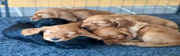 Cocker Spaniel dogs for sale: Litter of 6 Gorgeous Shwocker Pups - Advert 10