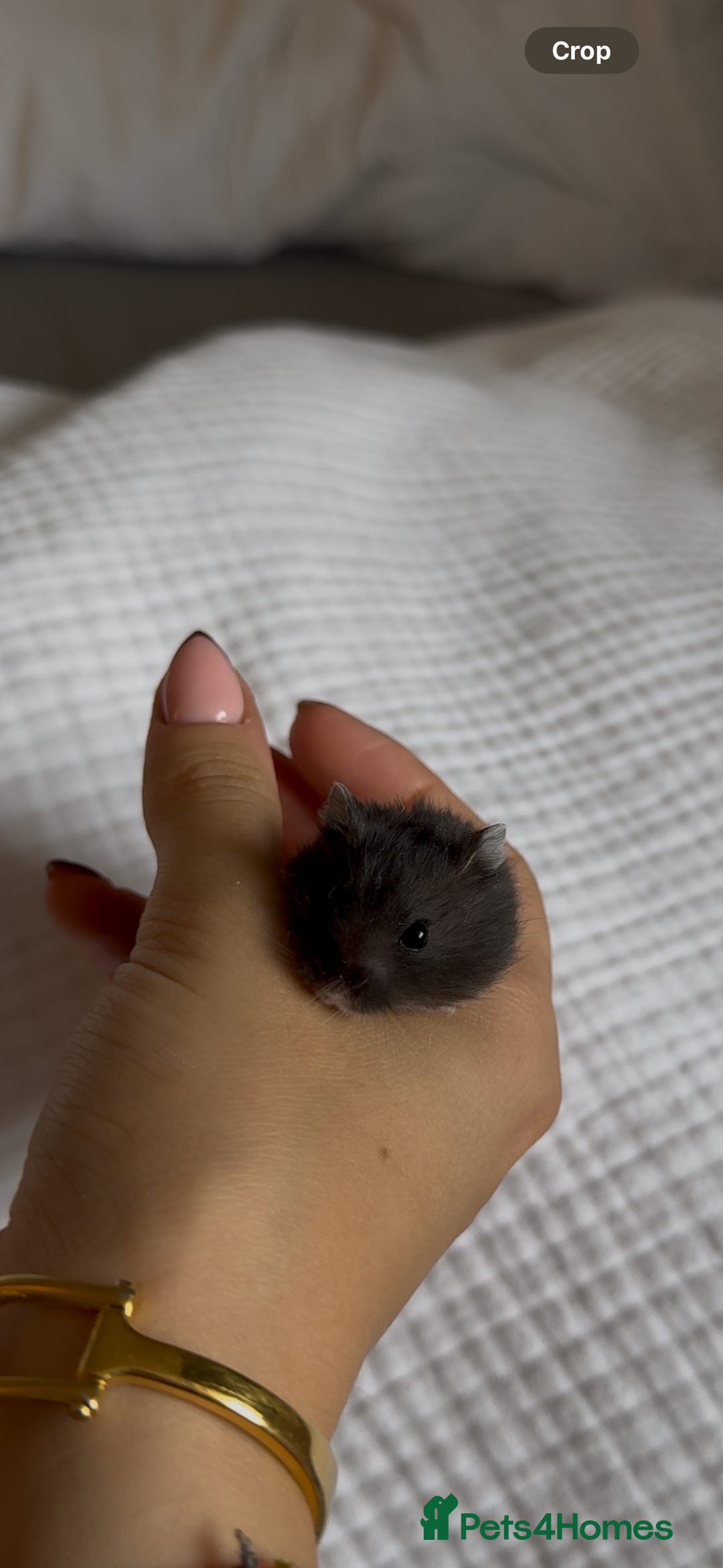 Hamster rodents for sale: Winter White Mix Litter - Image 4