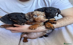 Dachshund dogs for sale: DACHSHUND PUPPIES FOR SALE  - Image 2