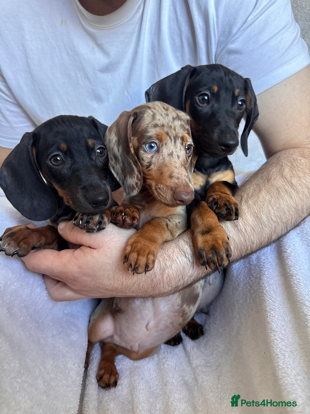 Dachshund dogs for sale: DACHSHUND PUPPIES FOR SALE  - Image 2
