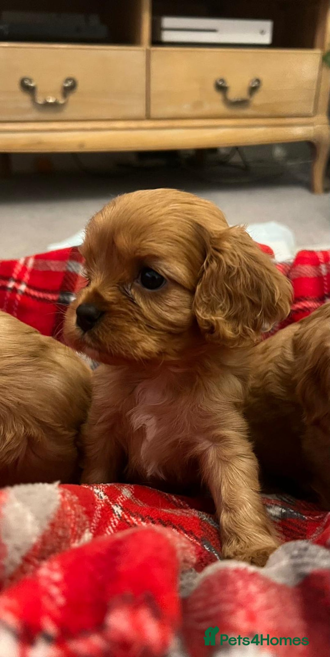 Cavalier King Charles Spaniel dogs for sale: ❤️KC REGISTERED HEALTH CLEAR CAVALIER PUPPIES❤️ - Advert 5