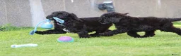 Cavapoo dogs for sale: Beautiful Cavapoo puppies for sale - Advert 29