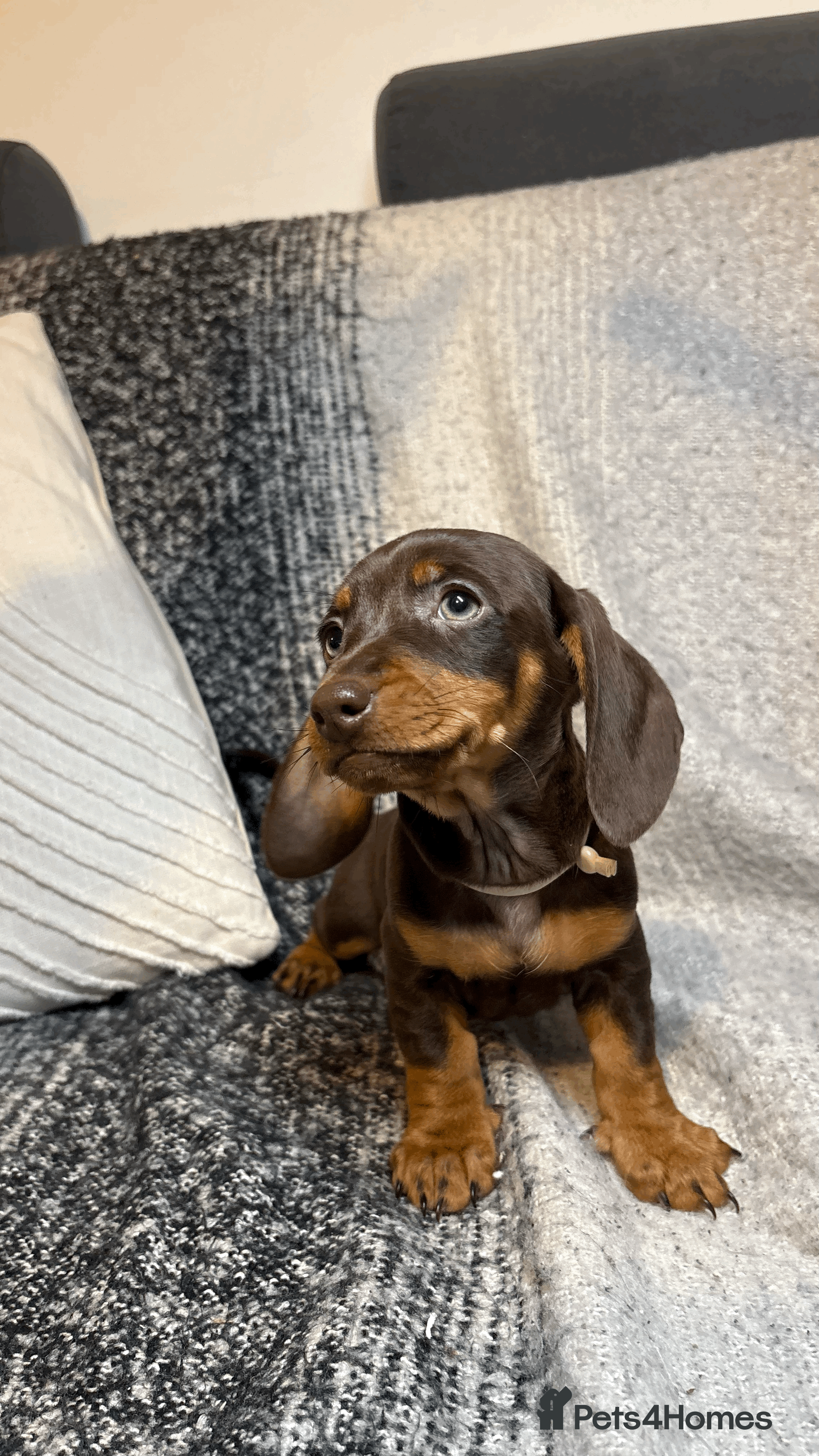 Miniature Dachshund dogs Most Gorgeous KC Miniature Dachshund Puppy Females - Advert 3