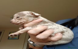 Chihuahua dogs for sale: 4 beautiful merle chihuahuas - Image 6