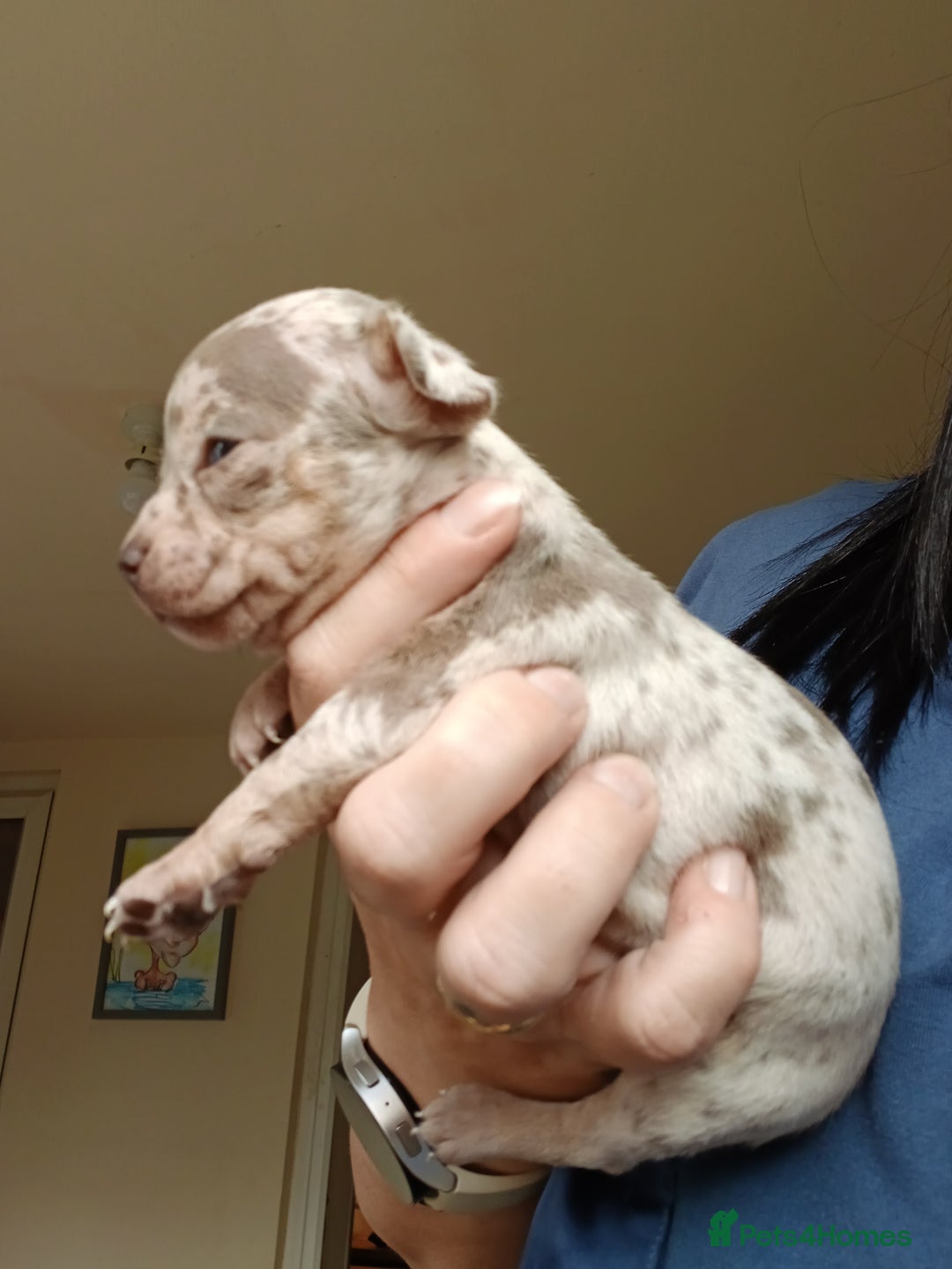 Chihuahua dogs for sale: 4 beautiful merle chihuahuas - Image 6