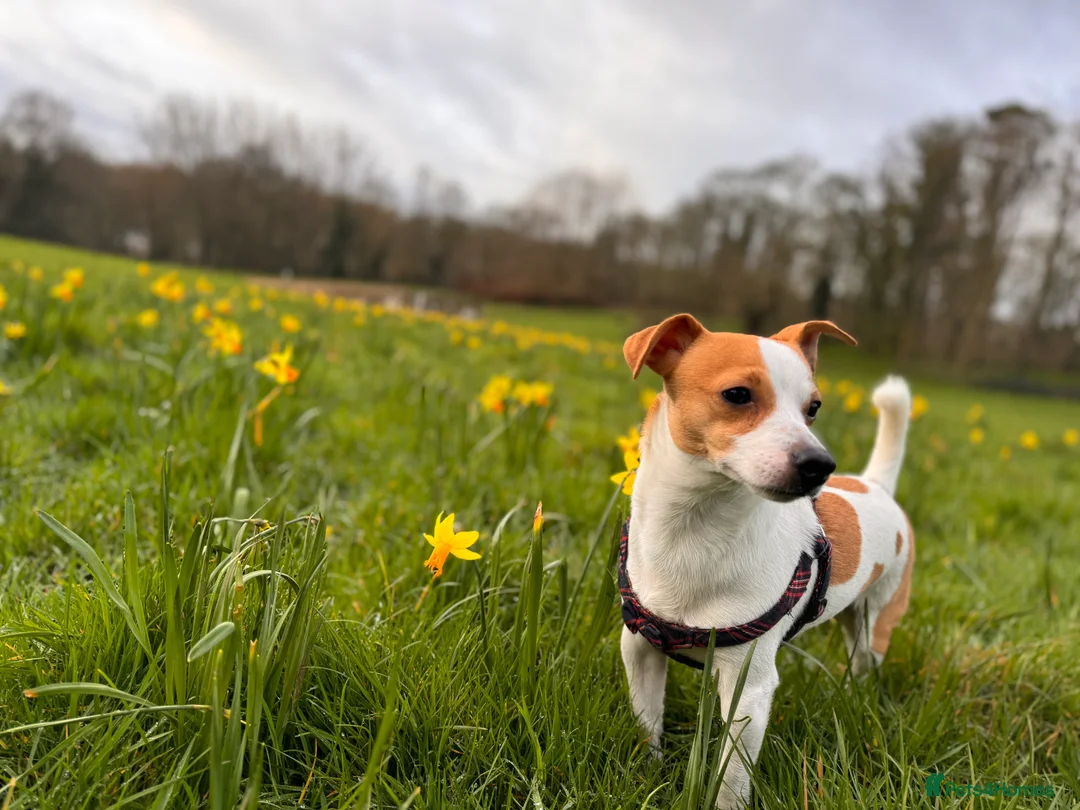 Jack Russell dogs for stud: Handsome Tan miniature Jack Russell for stud in Hemel Hempstead - Advert 4