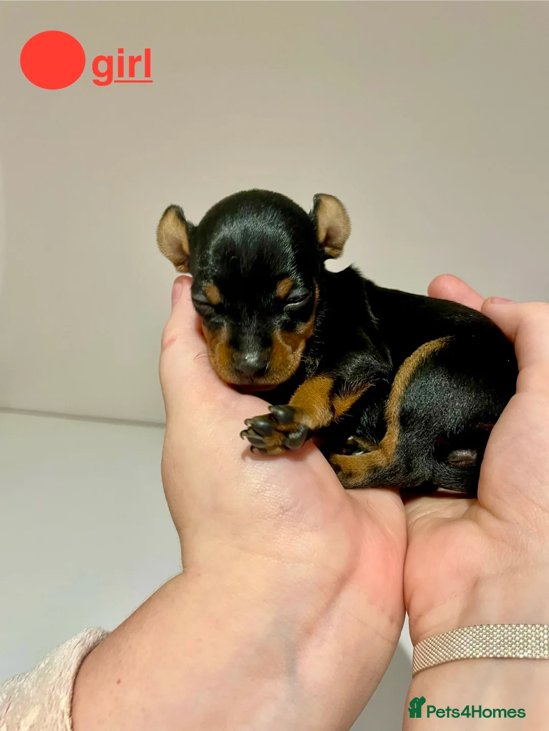 Miniature Pinscher dogs for sale: KC Miniature pincher in Doncaster - Advert 6