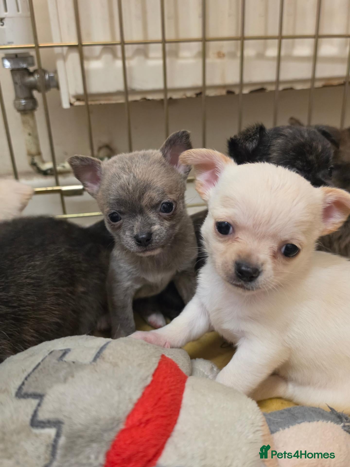Chihuahua dogs VERY RARE Brindle Chihuahua Puppies - Advert 2