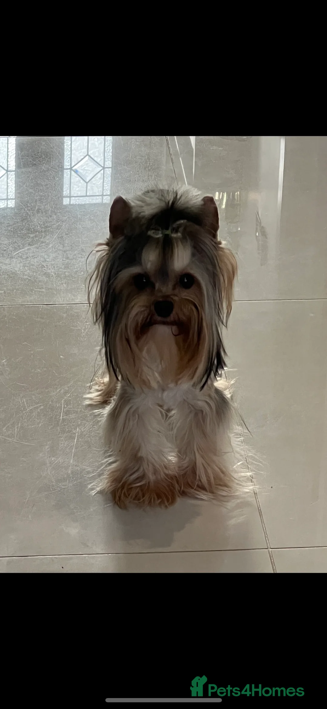 Yorkshire Terrier dogs for stud: The small stud dog 2kg in Romford - Advert 14