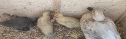 Ducks poultry for sale: Family for sale  - Advert 3