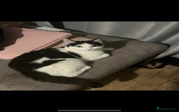 Mixed Breed cats for sale: Beautiful kittens, little panthers  - Image 5