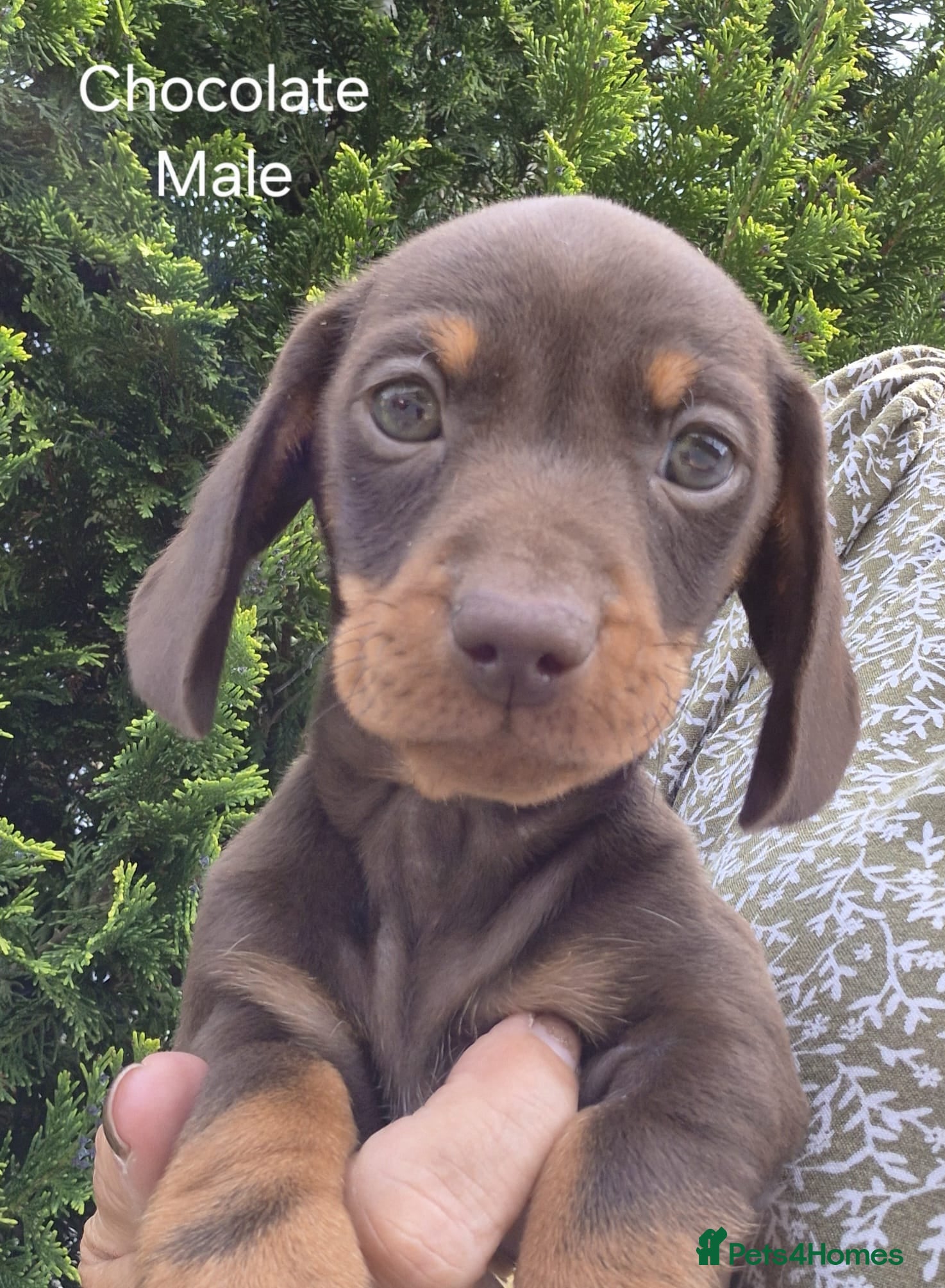 Miniature Dachshund dogs KC REGISTERED QUALITY PUPS  - Advert 8