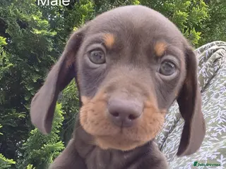 Miniature Dachshund dogs KC REGISTERED QUALITY PUPS - Advert 8