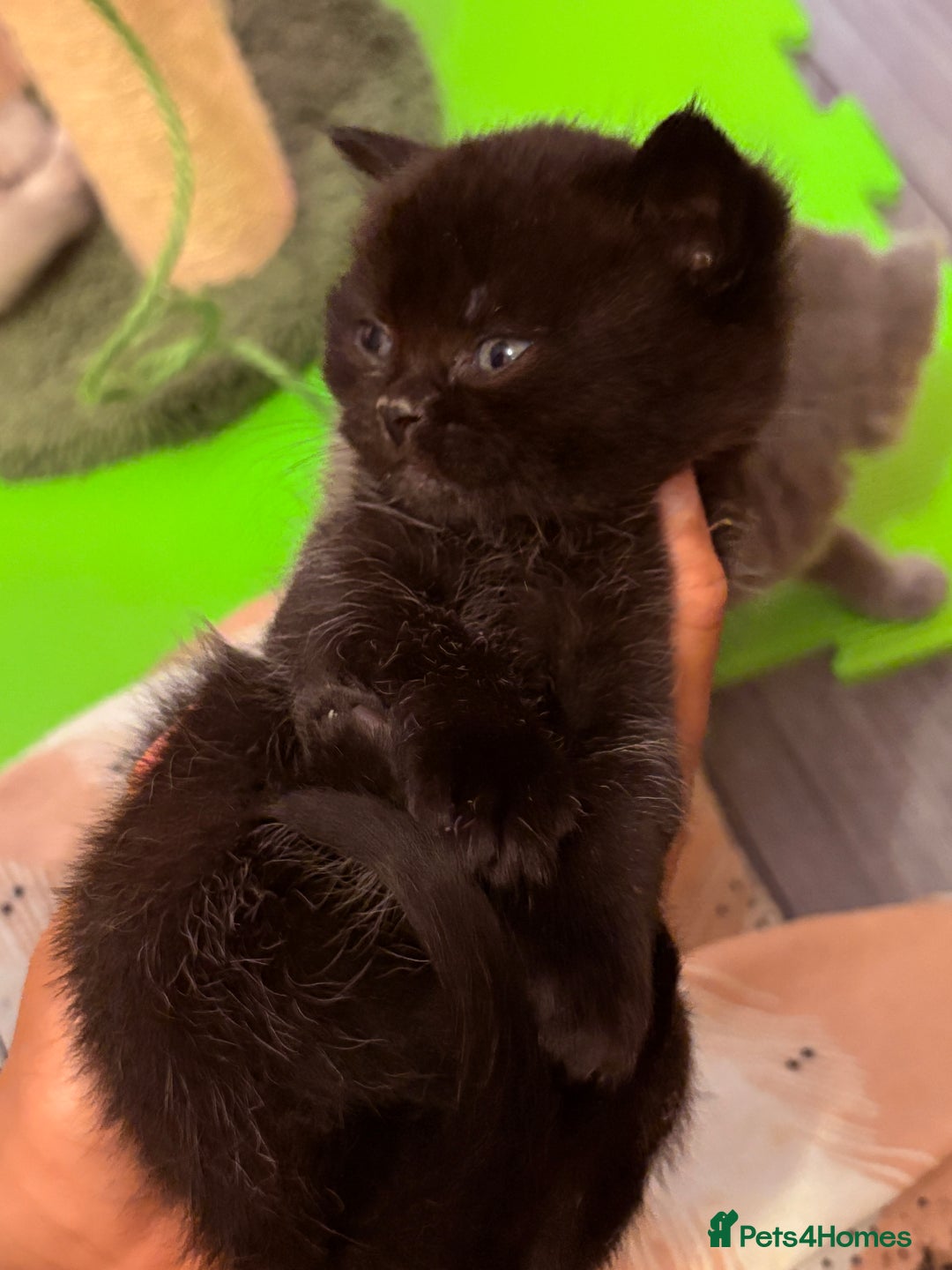 British Shorthair cats for sale: Beautiful GCCF Registered MultiColoured BSH kitte  - Advert 19