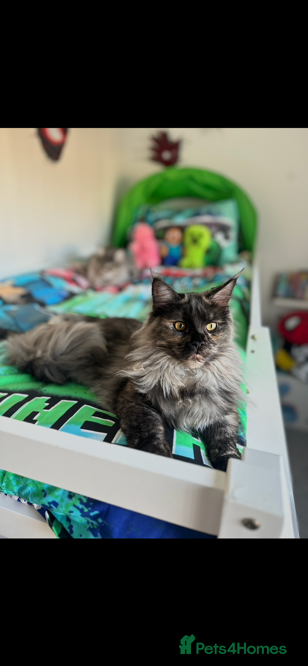 Maine Coon cats for sale: Beautiful Maine coon for sale  - Advert 3