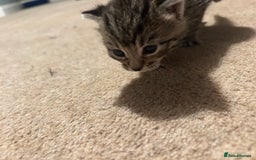 Mixed Breed cats for sale: Beautiful kittens  - Image 9