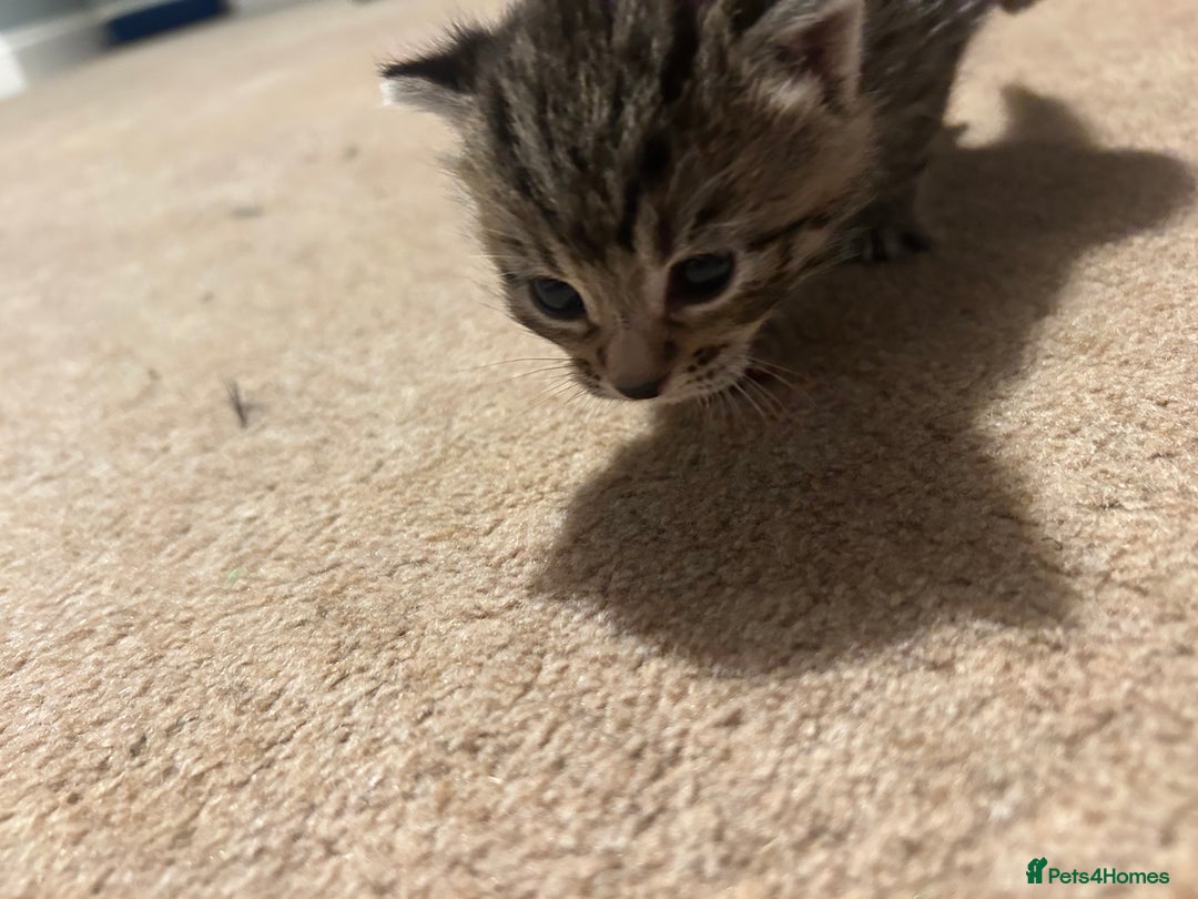 Mixed Breed cats for sale: Beautiful kittens  - Image 9