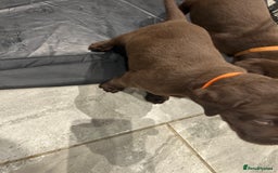 Labrador Retriever dogs for sale: Chunky Chocolate Labrador Puppies  - Image 14