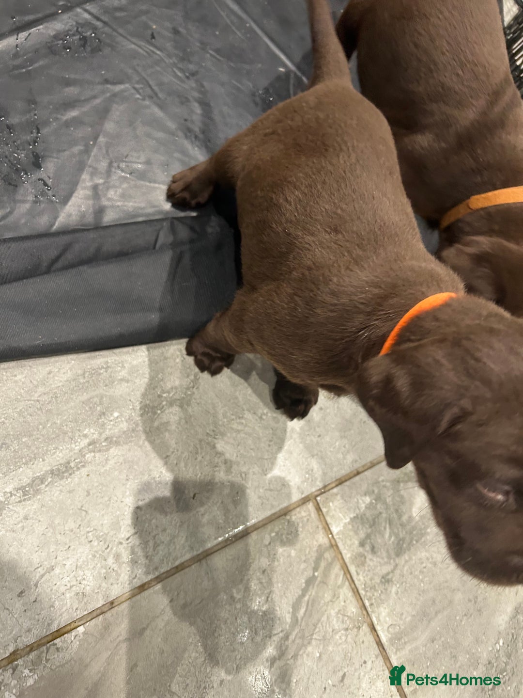 Labrador Retriever dogs for sale: Chunky Chocolate Labrador Puppies  - Image 14