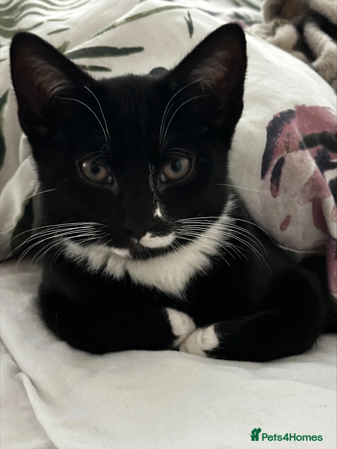 Mixed Breed cats for sale: 2x cats for Sale PLEASE READ DESCRIPTION!!!! - Advert 4