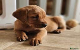 Labrador Retriever dogs for sale: ONLY 1 BEAUTIFUL KC FOX RED GIRL LAB AVAILABLE - Image 10