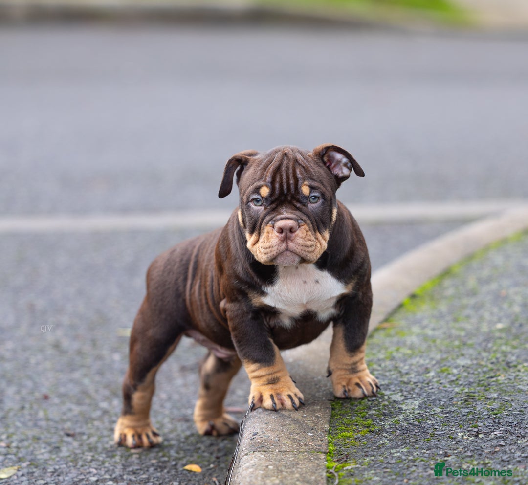 American Bully dogs for sale: American micro  - Advert 4
