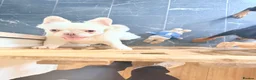 Frug dogs for sale: Rare breed * FLUFFY FRENCH / PUG FOR SALE  - Advert 10