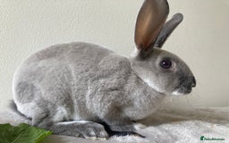 Rex rabbits for sale: Mini REX Bunnies - Image 5