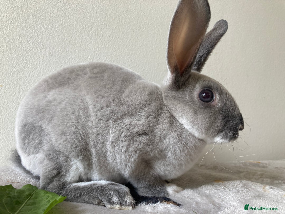 Rex rabbits for sale: Mini REX Bunnies - Image 5