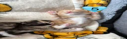 Domestic Shorthair cats for sale: Beautiful Kittens  in Sheerness - Advert 8