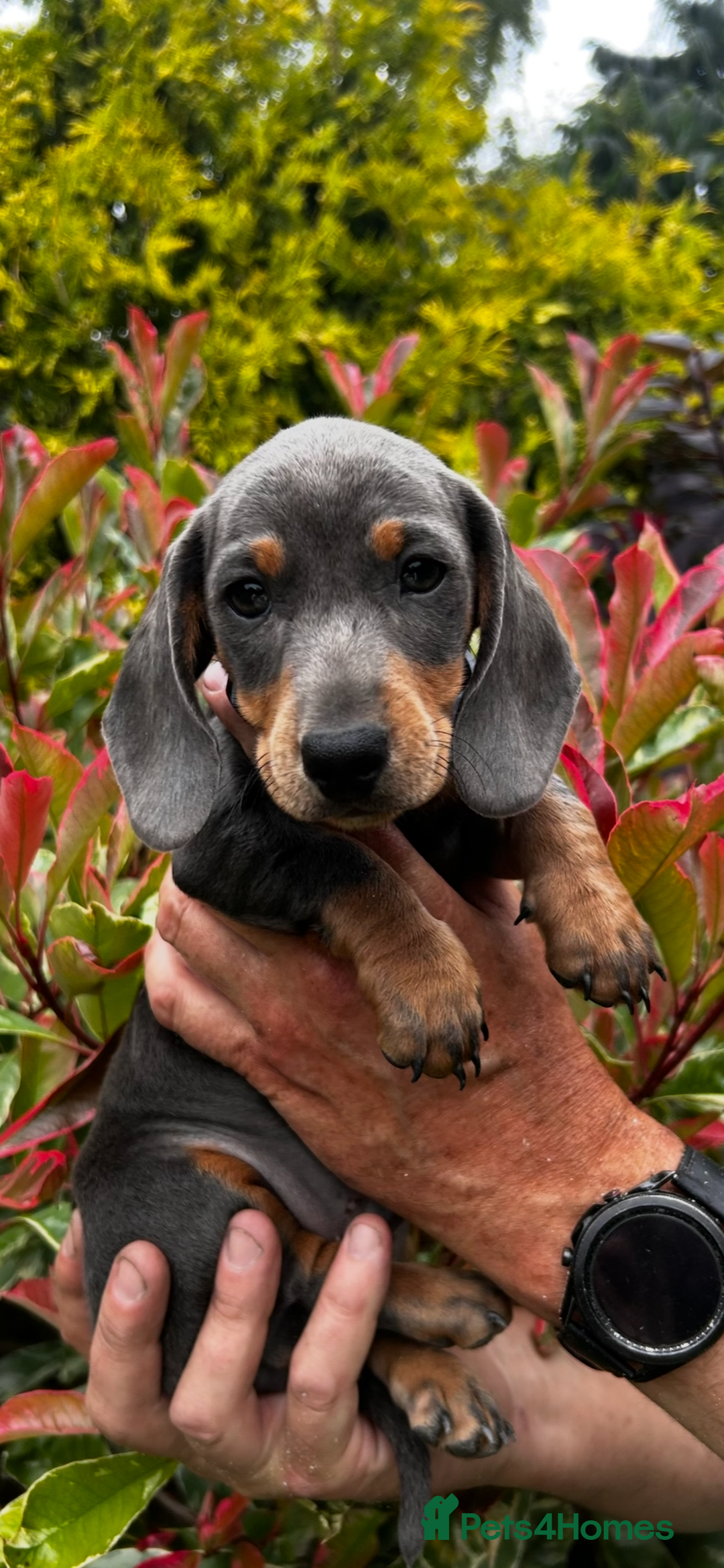 Miniature Dachshund dogs for sale: Ready Now Full Pedigree KC Reg Mini Dachshunds - Image 7