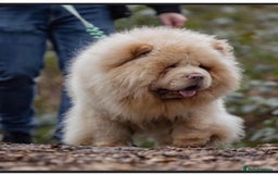 Chow Chow dogs for sale: Adorable rare lilac chow chow girl pups - Image 4
