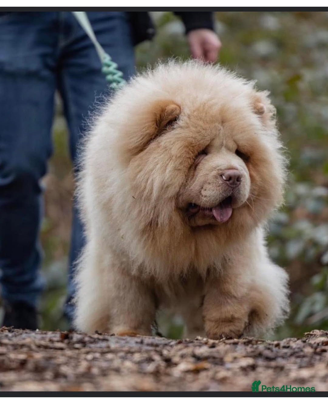 Chow Chow dogs for sale: Adorable rare lilac chow chow girl pups - Image 4