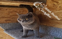 British Shorthair cats for stud: Stud GCCF active Blue British Shorthair - Image 5