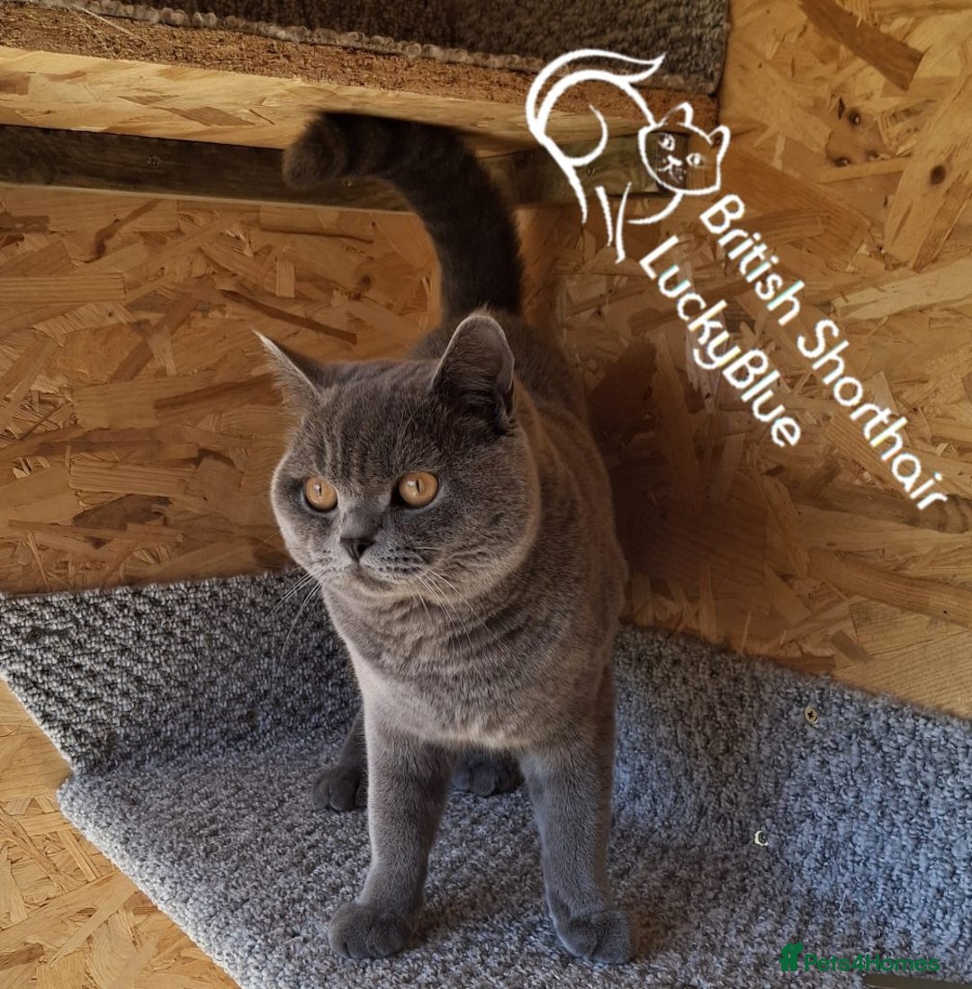British Shorthair cats for stud: Stud GCCF active Blue British Shorthair - Image 5