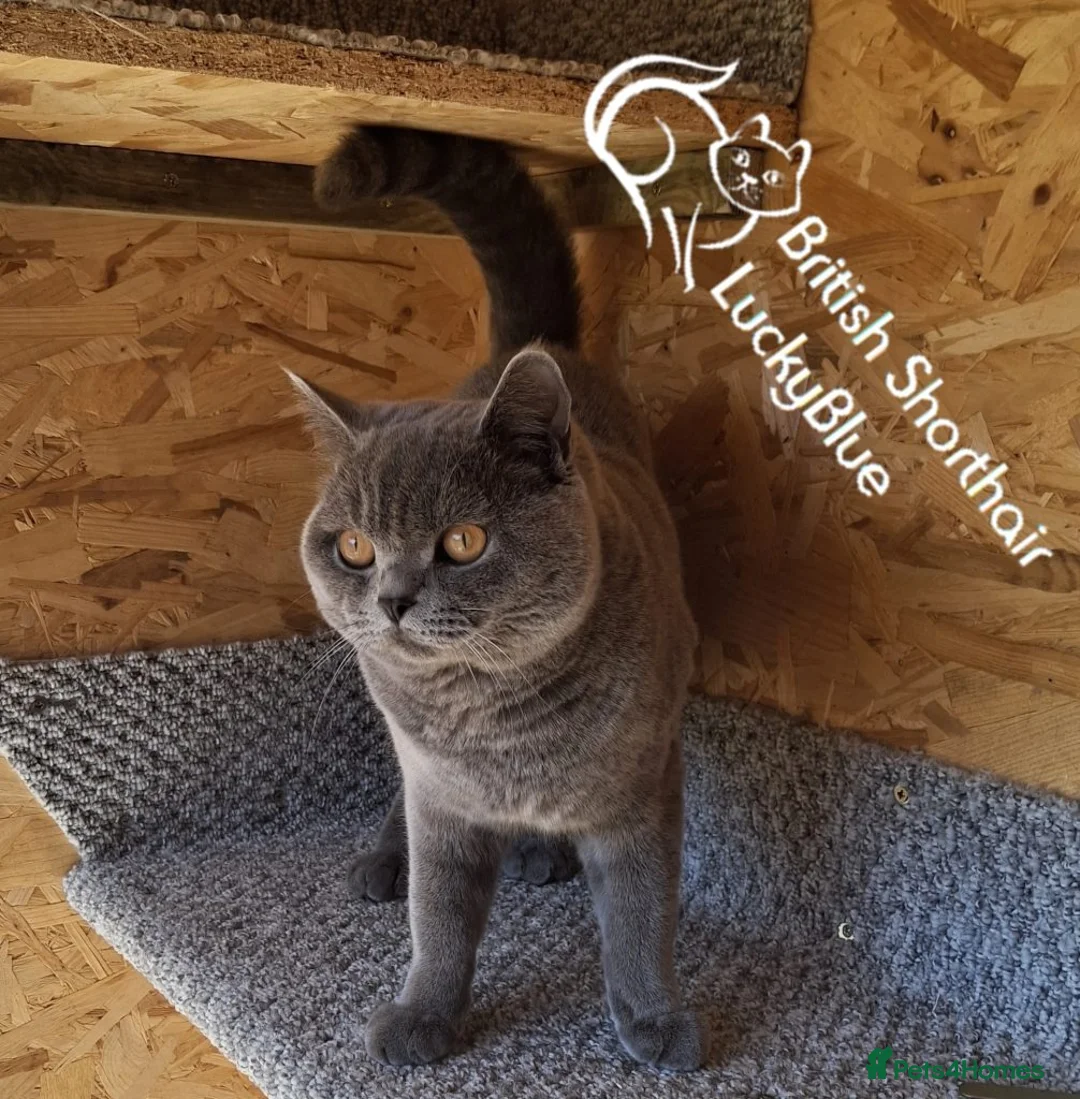 British Shorthair cats for stud: Stud GCCF active Blue British Shorthair - Advert 6