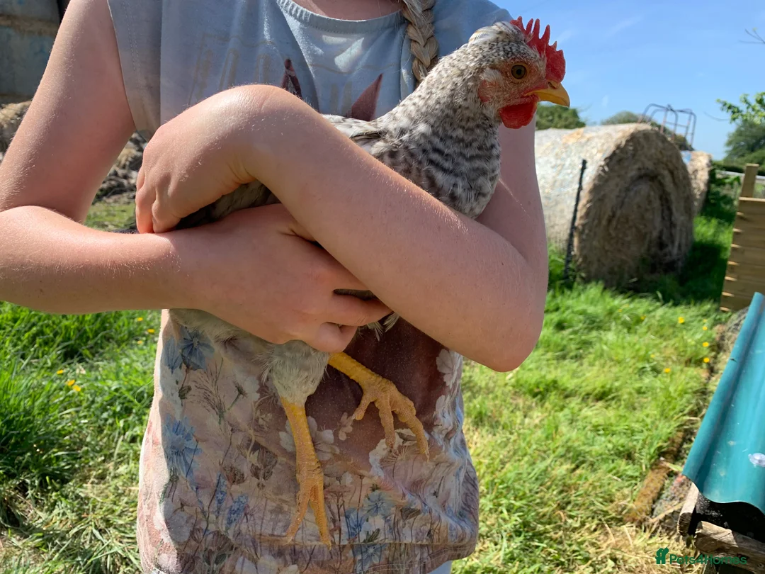 Chickens poultry for sale: Crested Cream legbar pure breed cockerel  in Alton - Advert 4