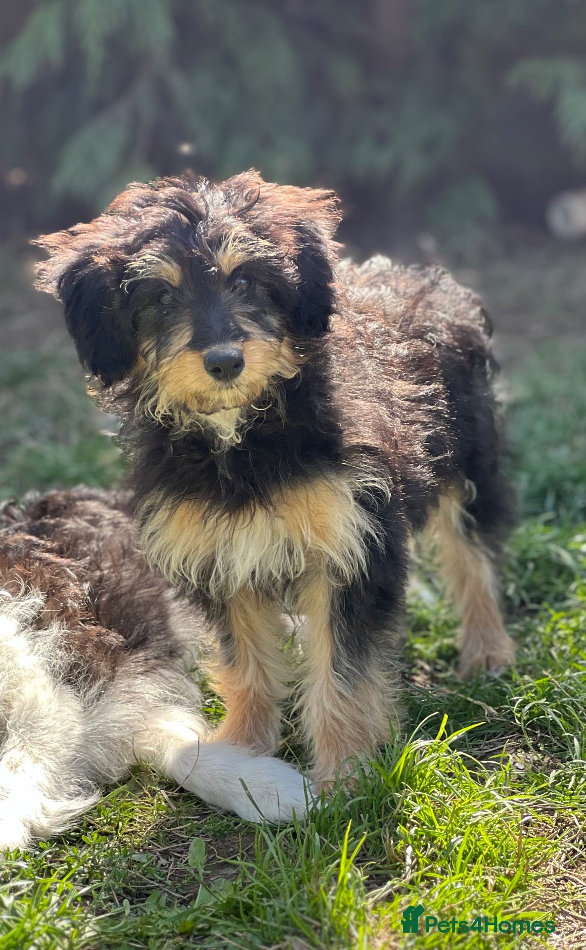 Mixed Breed dogs Lassie/Border Collie X Miniature Poodle - Advert 1