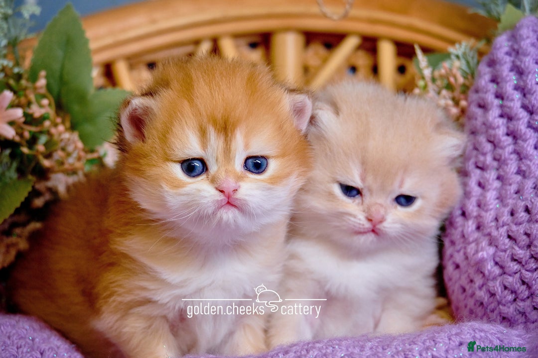 British Longhair cats for sale: Golden British Longhair Kitten - Advert 7