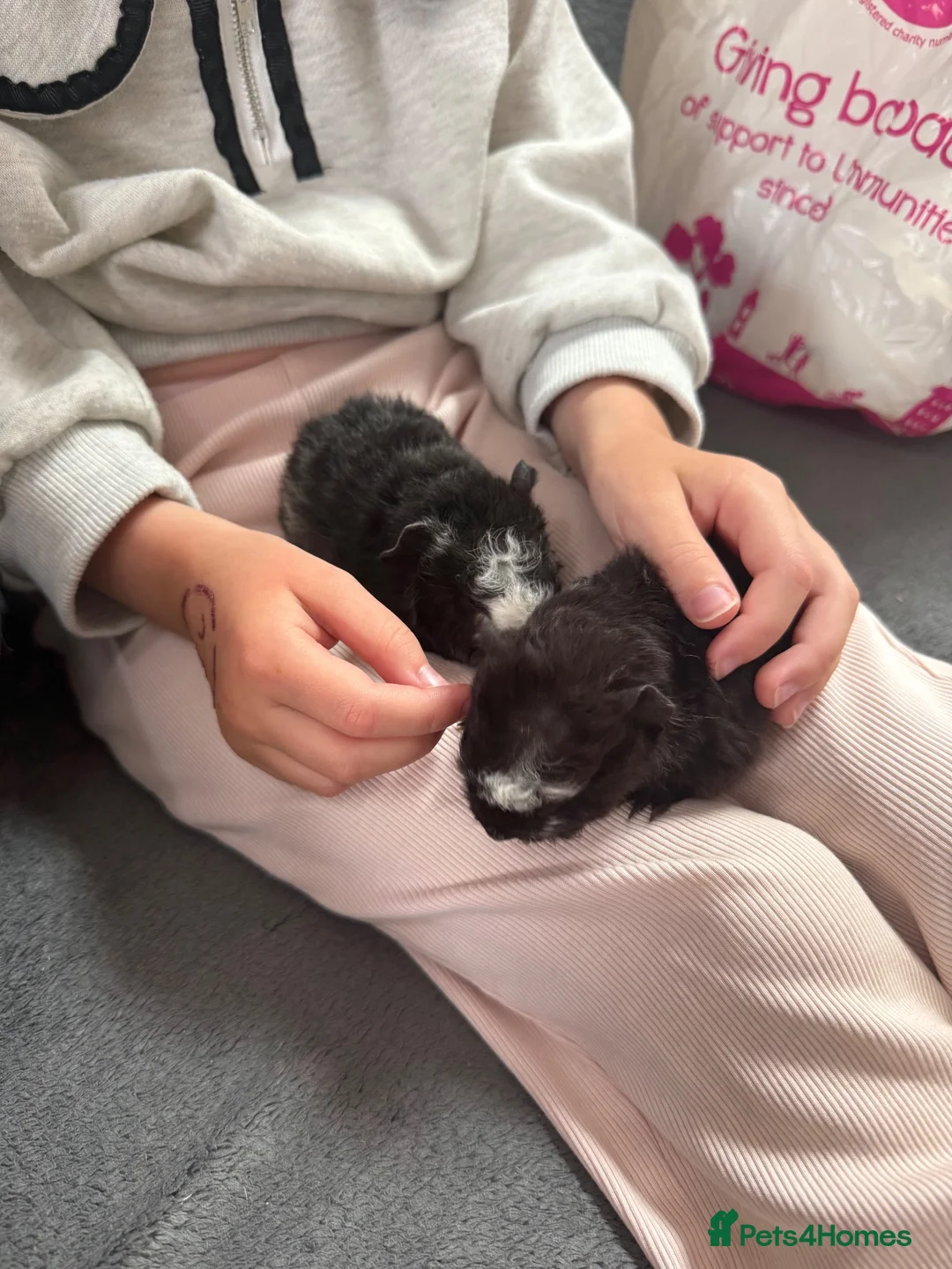 Guinea Pig rodents for sale: Male baby guinea pigs  - Advert 5