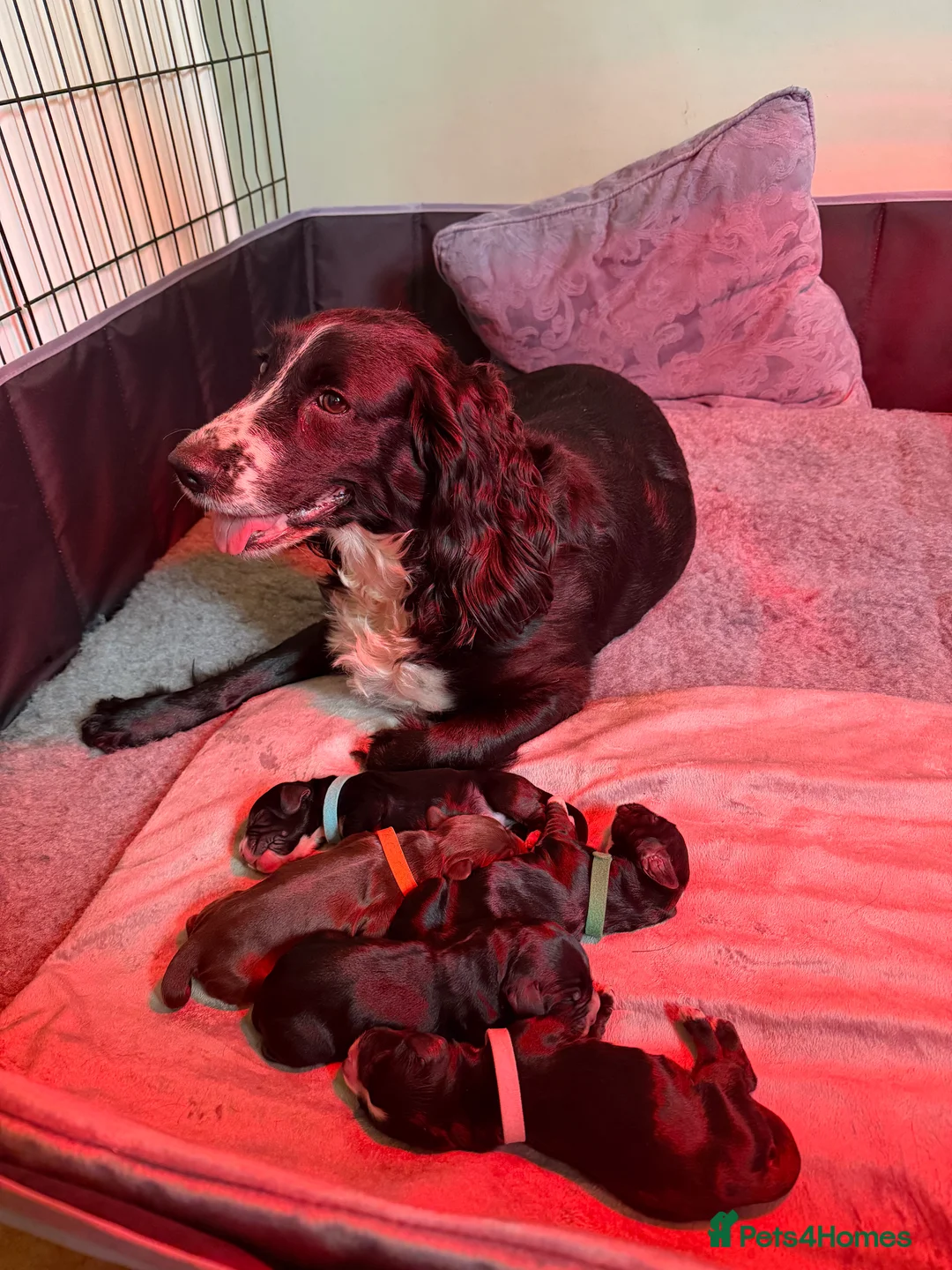 Cocker Spaniel dogs for sale: KC Registered Cocker Spaniel Puppies For Sale - Advert 12