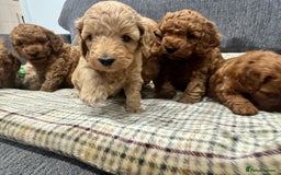 Cockapoo dogs for sale: BEAUTIFUL F1B COCKAPOO PUPS - Image 10