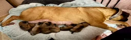 Bullmastiff dogs for sale: Stunning KC Registered Bullmastiff Puppies - Advert 3