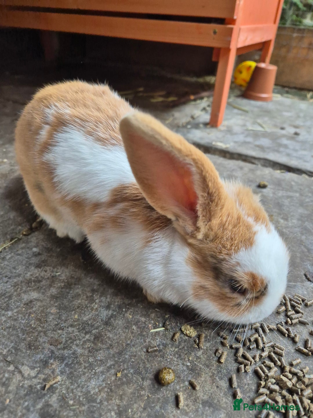 Mini Lop rabbits for sale: Mini Lop Mix  - Image 4