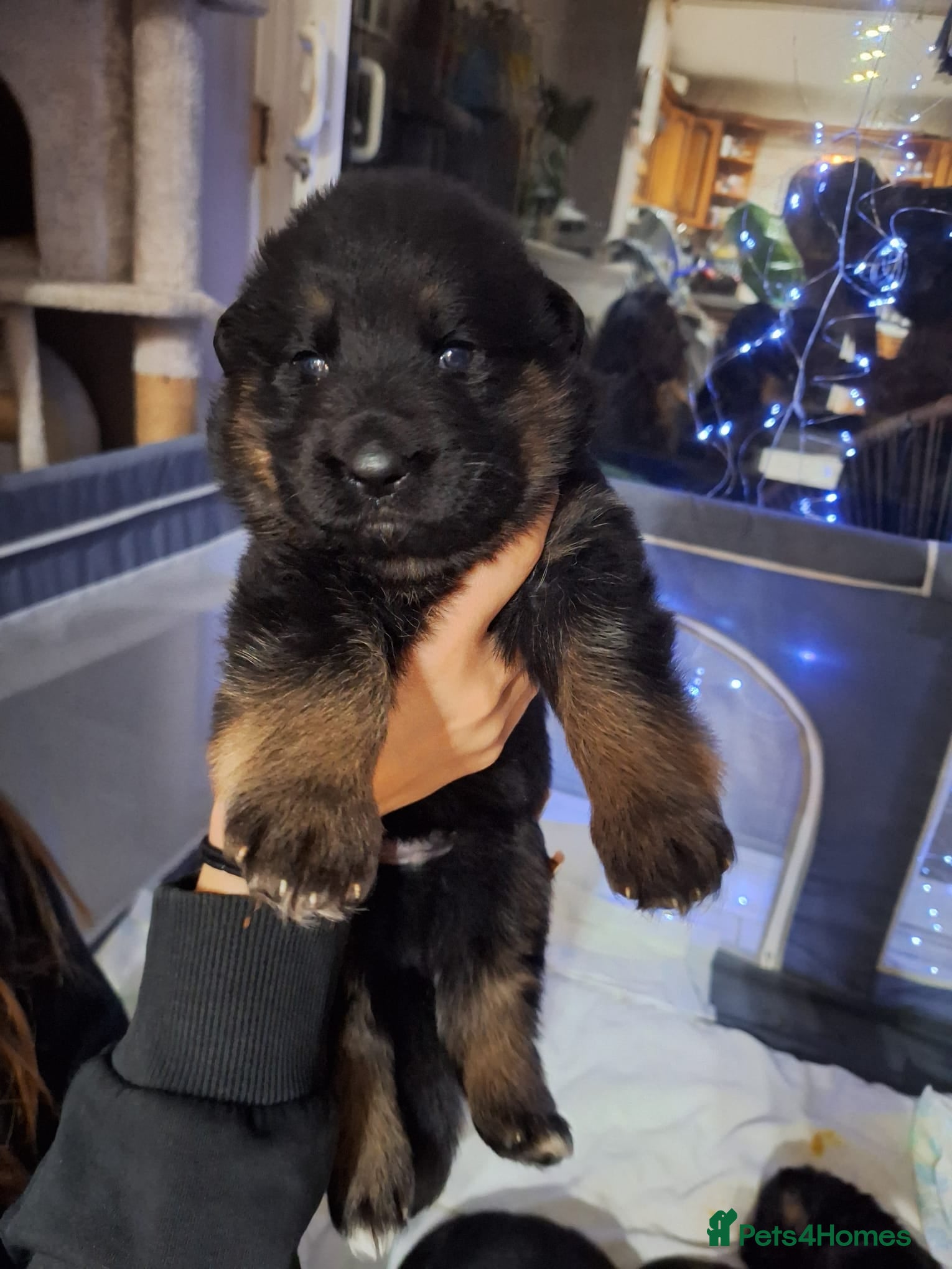 German Shepherd dogs  KC Registered Beautiful  German Shepherd  - Advert 5