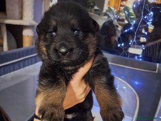 German Shepherd dogs Beautiful German Shepherd - Advert 11