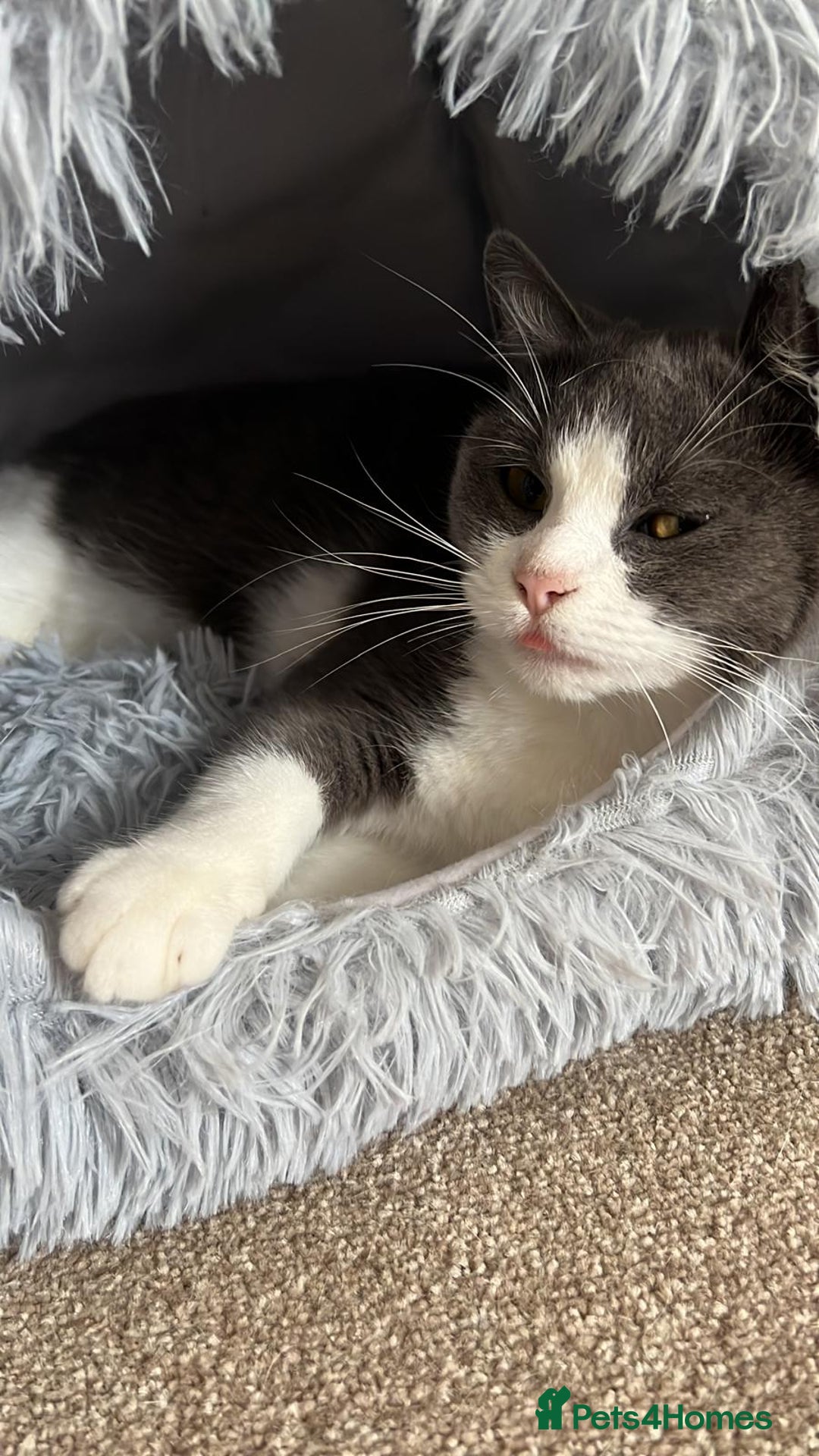 British Shorthair cats for sale: Cute British Shorthair Looking for Home - Advert 2