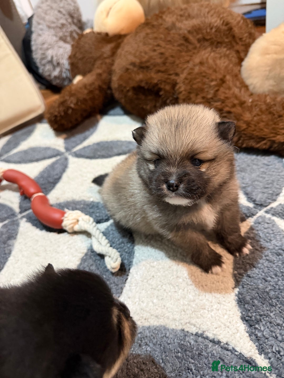 Pomeranian dogs for sale: EXTRA SMALL POMERANIAN PUPPIES  - Advert 14