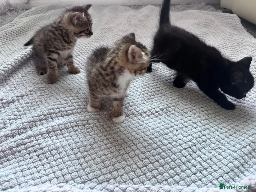 Mixed Breed cats for sale: 2 boys kittens in Emsworth - Advert 3